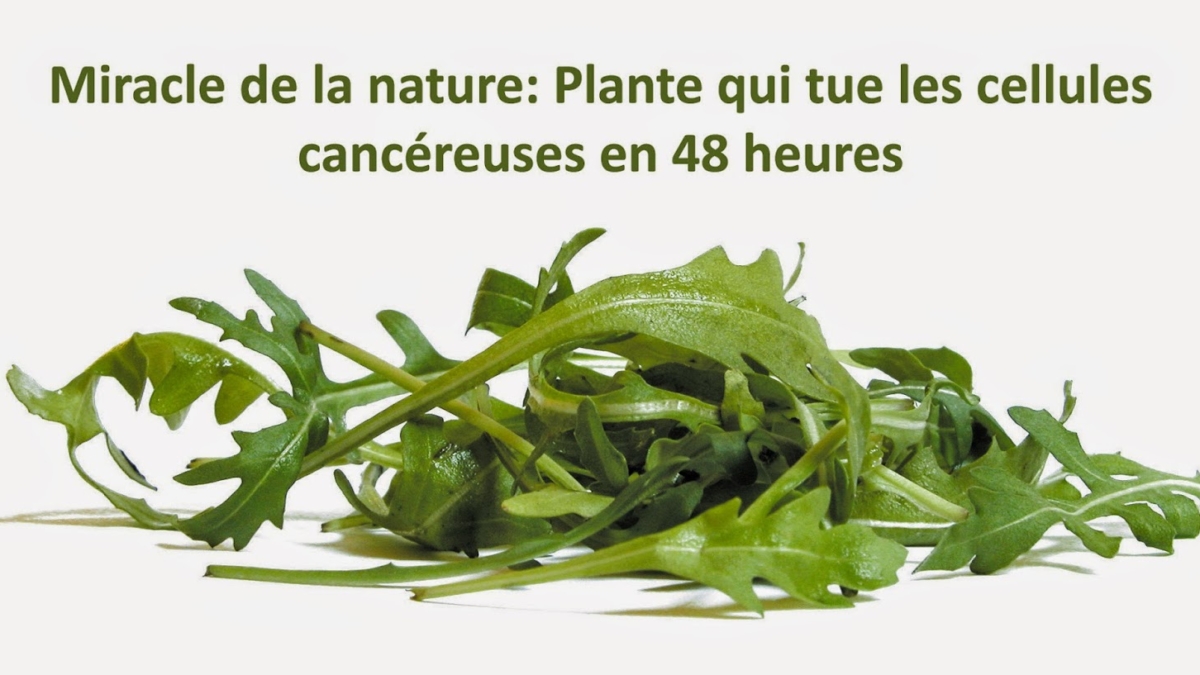 MiracledelanatureplantequituelescellulescancC3A9reusesen48heures