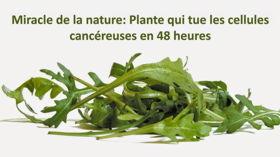 MiracledelanatureplantequituelescellulescancC3A9reusesen48heures