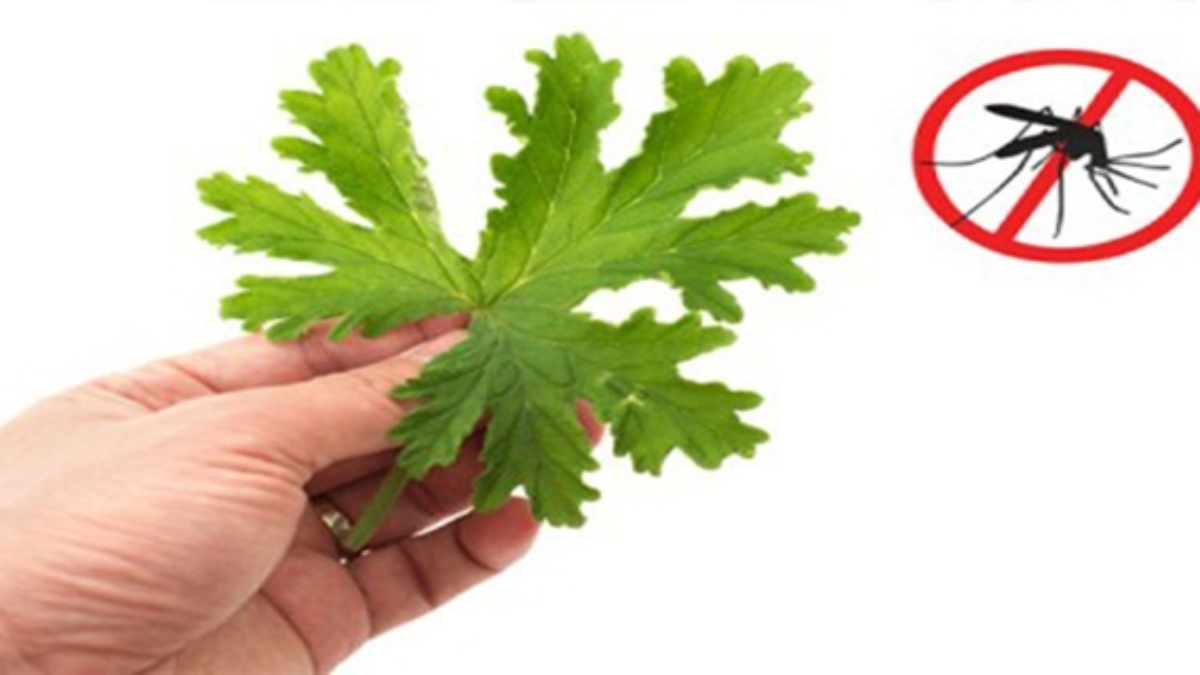 25C32589loignerlesmoustiquesAvecCetPlantes