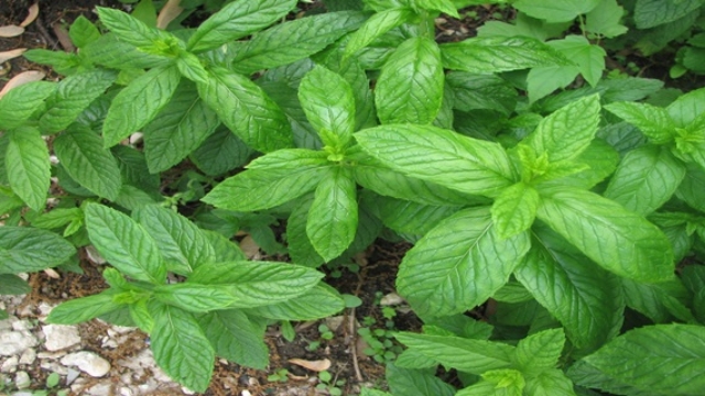 Battrelad25C325A9pendanceausucredansunesemaineavecPeppermint