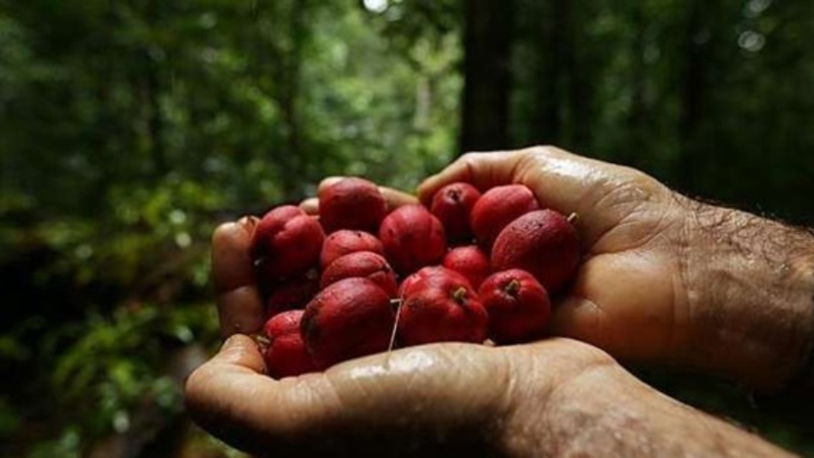 Cetteplantea25C325A9t25C325A9prouv25C325A9epourtraiter752525destumeurscanc25C325A9reusesdansles15jours