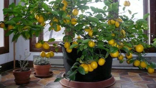 Commentfairepousserunarbredecitronfacilementdansvotrepropremaison