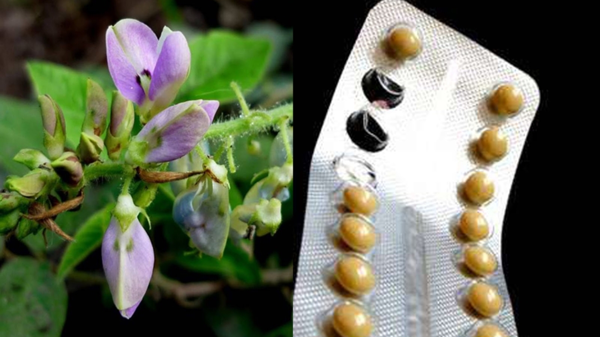 Contraception252Clesplantespeuvent-ellesremplacerlapilule