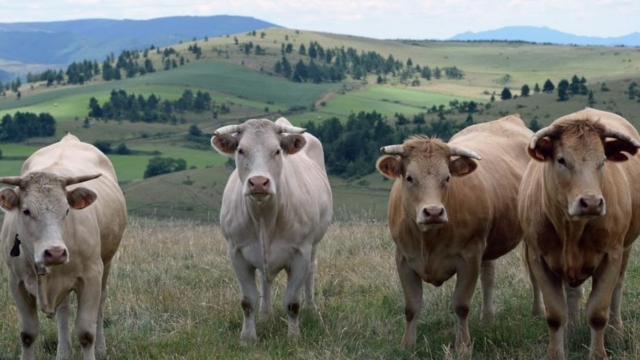 Ler25C325A9gimev25C325A9ganest-ilvraimentmeilleurpourlaplan25C325A8te