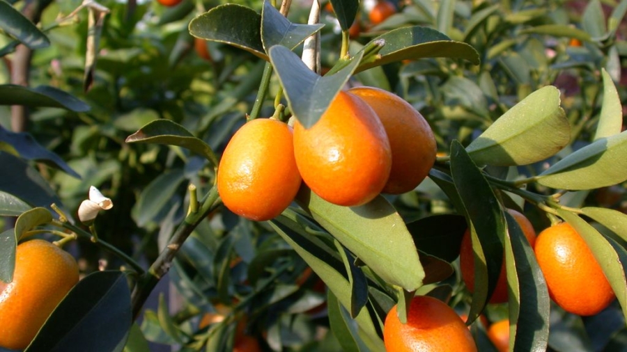 LesAvantagesSainedeMangerLeKumquat