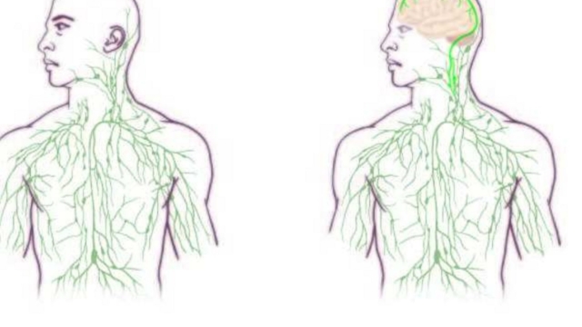 Unenouvellepartieducorpshumaind25C325A9couvertedanslecerveauparunFran25C325A7ais