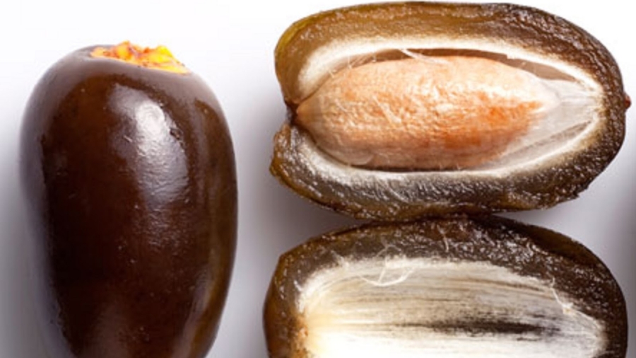 Dates-leplussaindefruitssurcetteplan25C325A8tequipeutgu25C325A9rirdenombreusesmaladies