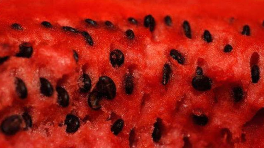 Nejeterjamaislesgrainesdepast25C325A8que252Cilssontincroyablespourlasant25C325A9