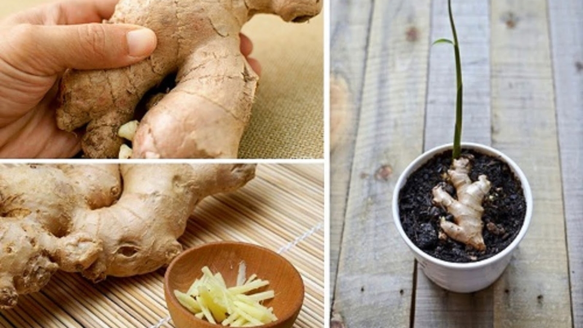 Commentfairepousserdugingembrechezvous