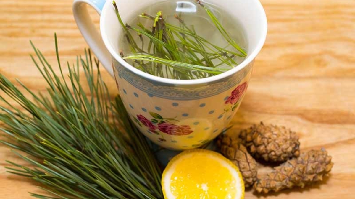 PineAiguilleTh25C325A9-Cancer-Killerettoutautourdelasant25C325A9Tonic