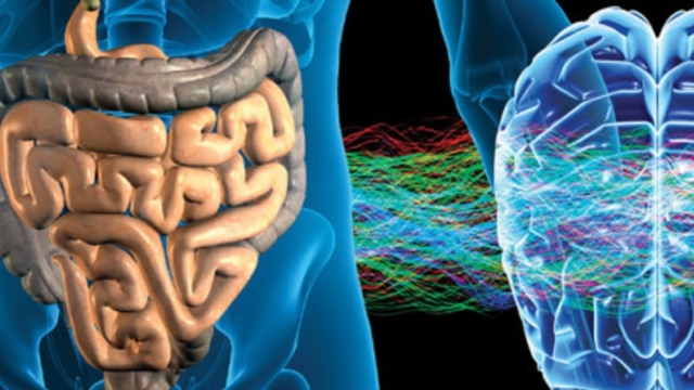 Lamortcommencedanslec25C325B4lonetlescellulesnerveusespr25C325A9sentesauseindusyst25C325A8medigestif