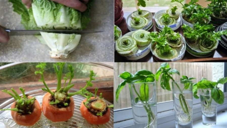 8l25C325A9gumesquevousnedevriezacheterqu25E225802599uneseulefois252Ccarvouspouvezlesfairerepousserind25C325A9finiment2521