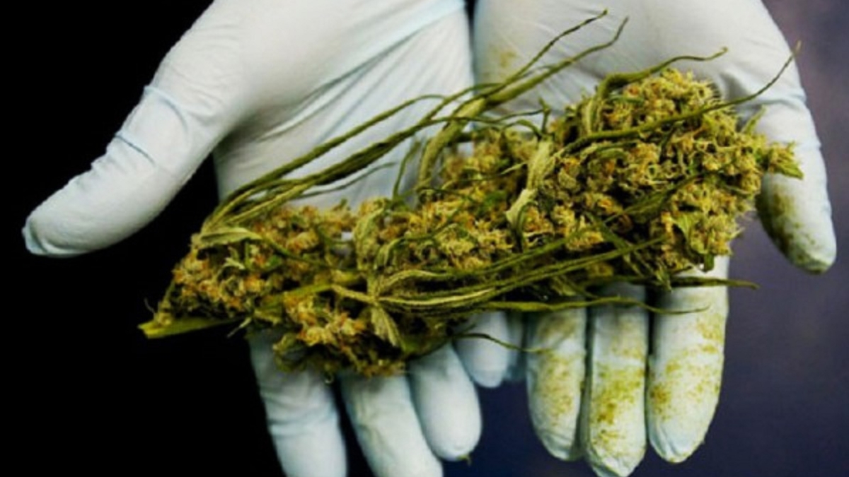 Legouvernementdes25C32589tats-Unisadmetenfinquelecannabistuer25C325A9ellementlescellules2